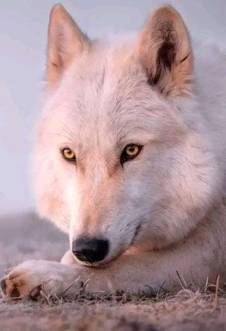 lovable things about wolves