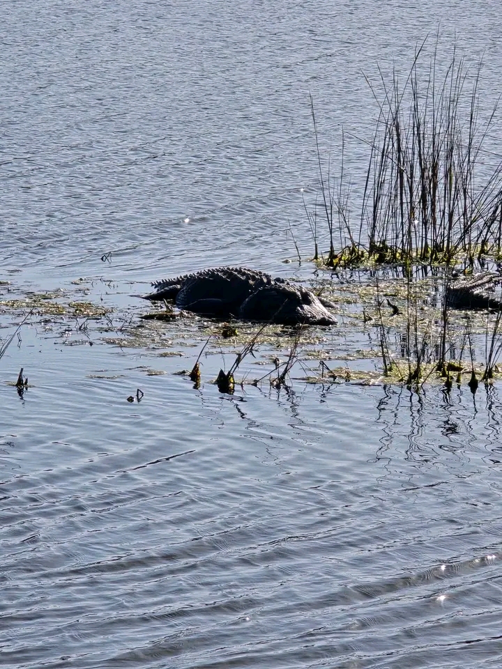 OMG:😱 Wondering where best chance is to see alligators in the wild.